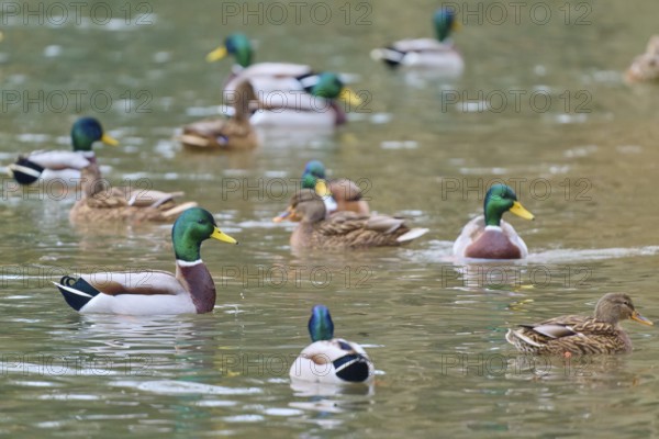 Mallard (Anas platyrhynchos), ducks in a large group swimming in calm waters, winter, Amorbach,