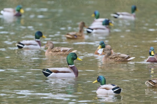 Mallard (Anas platyrhynchos), group of ducks swimming relaxed in the water, harmonious nature