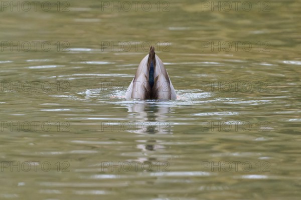 Mallard (Anas platyrhynchos), duck diving headfirst into the water, winter, Amorbach, Bavaria,