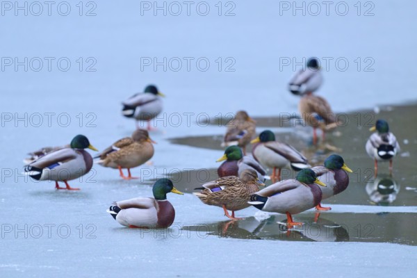 Mallard (Anas platyrhynchos), group of ducks resting on cold ice with small patches of water,