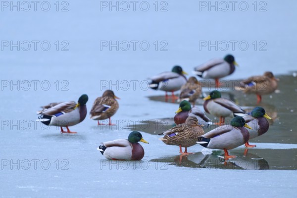 Mallard (Anas platyrhynchos), birds on a mixture of ice and water, winter, Amorbach, Bavaria,