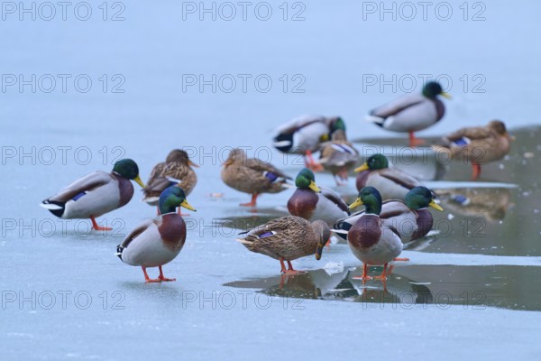 Mallard (Anas platyrhynchos), numerous ducks resting on partly frozen lake with dark water, winter,