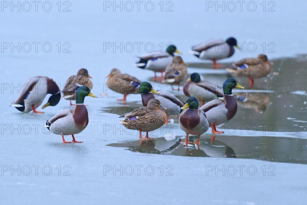 Mallard (Anas platyrhynchos), several ducks on partly frozen lake with small water areas, winter,