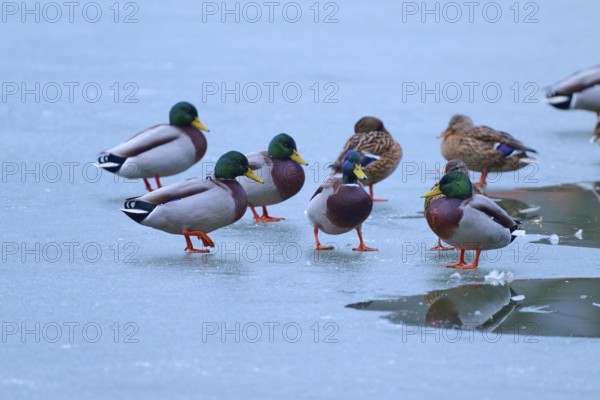 Mallard (Anas platyrhynchos), ducks and drakes on ice with partly liquid water, vivid colours and