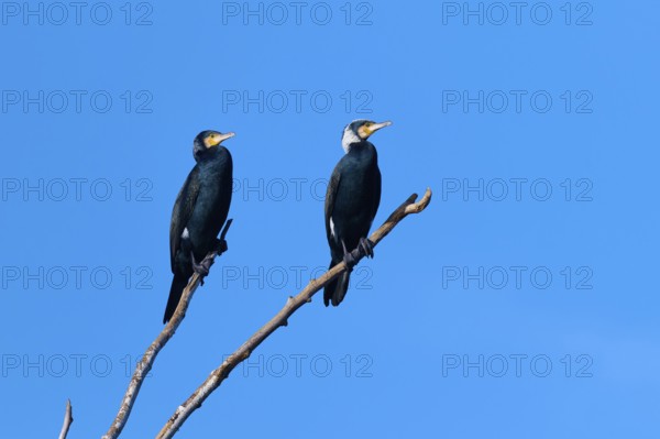 Cormorant (Phalacrocorax carbo), two birds sitting next to each other on a branch against a blue