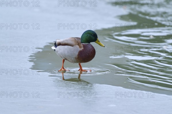 Mallard (Anas platyrhynchos), drake standing on the frozen water surface, winter, Amorbach,