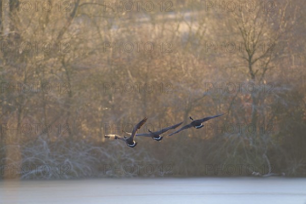 Three Canada geese (Branta canadensis), flying over a winter landscape with trees and morning
