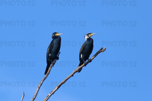 Cormorant (Phalacrocorax carbo), two birds resting on a branch in front of a bright blue sky,