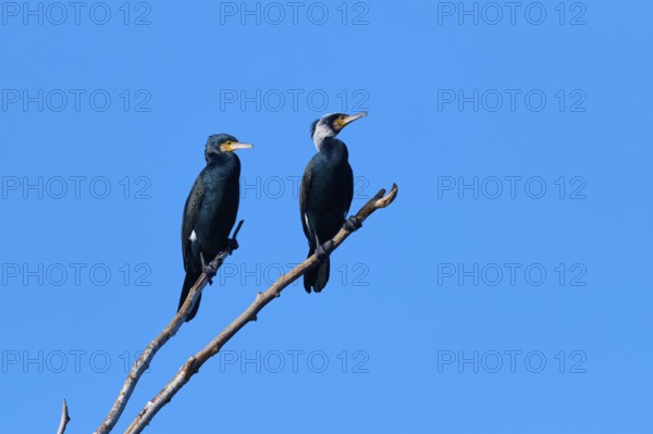 Cormorant (Phalacrocorax carbo), two birds on a branch with blue background sky, winter, Reinheimer