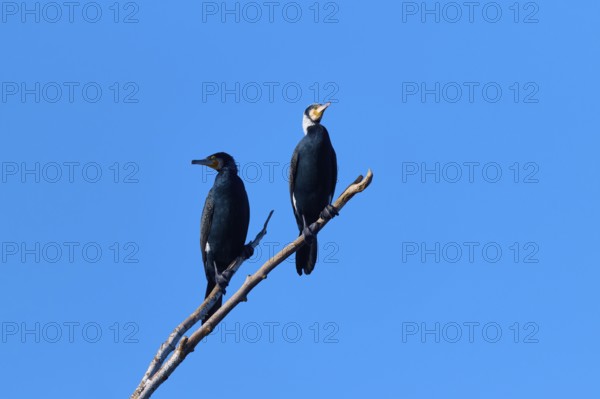 Cormorant (Phalacrocorax carbo), two sitting on a branch in front of a clear blue sky, winter,