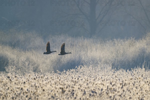 Two Canada geese (Branta canadensis), flying over a reed-covered field in misty morning light,