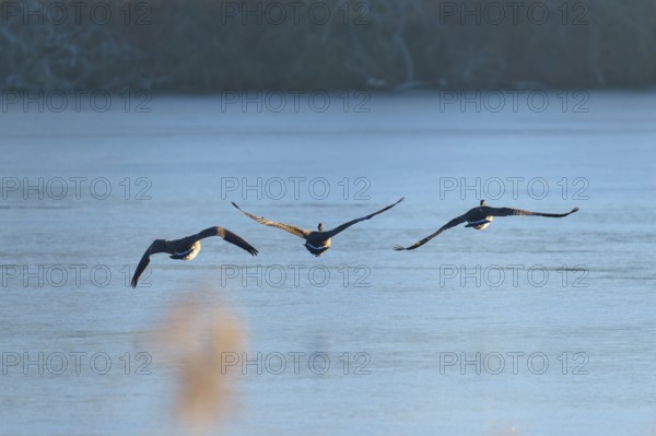 Three Canada geese (Branta canadensis), flying in a line over a still lake at dawn, winter,