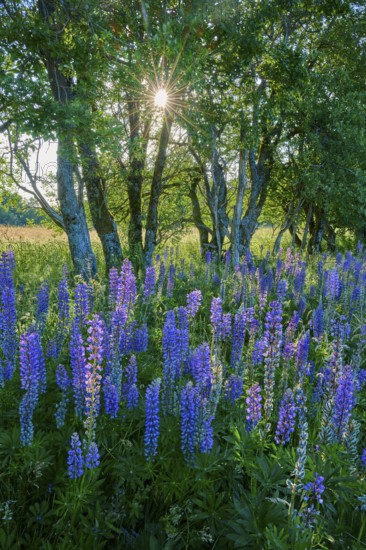 Purple lupines blooming under trees with sunlight in the background, Fladungen, Frankenheim, Hohe
