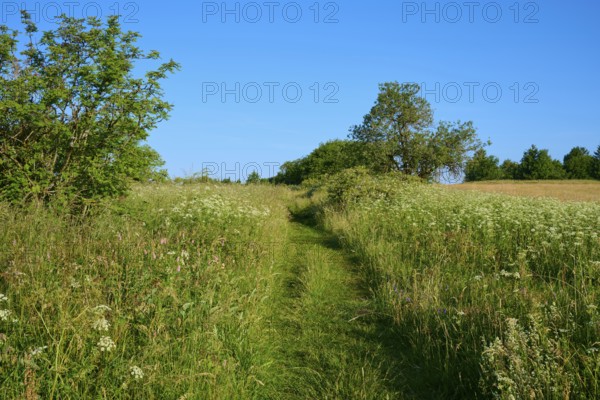 Green path through a natural meadow with trees and blue sky, Fladungen, Frankenheim, Hohe Rhön,