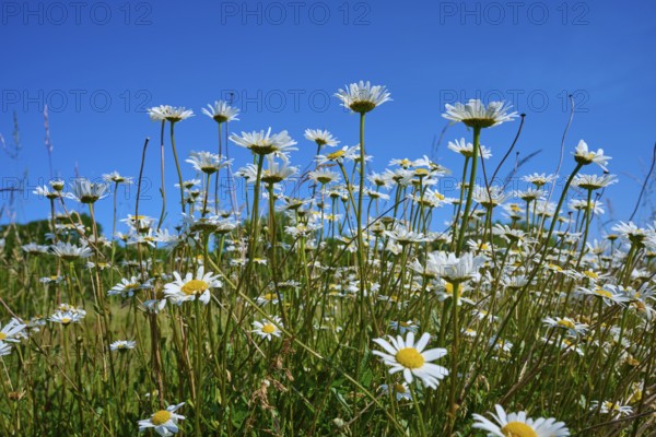Daisies rise into the air under a blue sky, Fladungen, Hohe Rhön, Rhön, Hesse, Germany