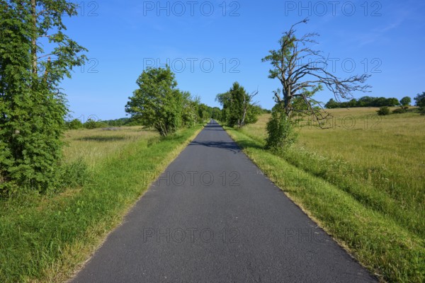 Rural road lined with trees under a clear sky, Fladungen, Frankenheim, Hohe Rhön, Rhön, Hesse,