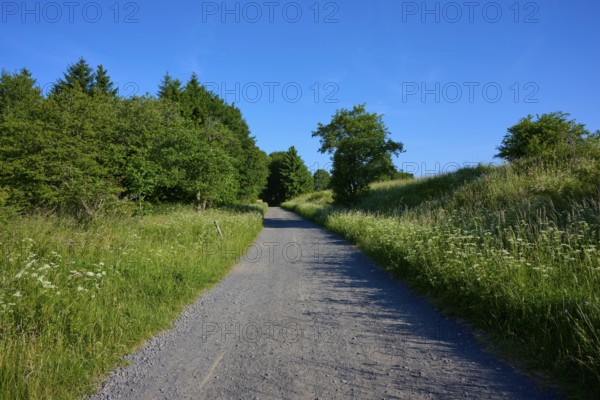Quiet gravel path through trees and meadows under a clear sky, Fladungen, Frankenheim, Hohe Rhön,