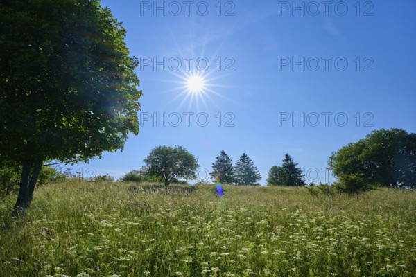 Green meadow with trees under a bright blue sky and rays of sunshine, Fladungen, Frankenheim, Hohe