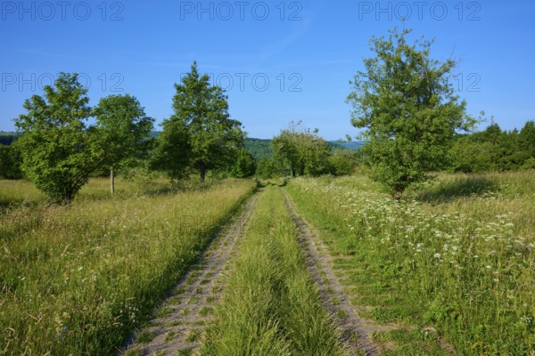Concrete turf path between high blades of grass, lined with trees, under a blue sky, Fladungen,