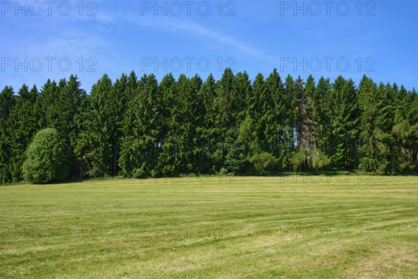 Green meadow in front of a dense row of trees under a clear blue sky, Lange Rhön, Hausen, Rhön,