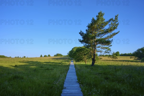 Long wooden walkway through a green field, flanked by scattered trees under a clear sky, Fladungen,