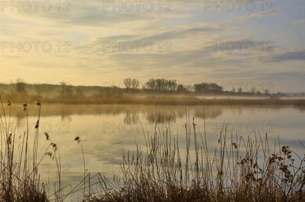 Golden morning mood at a misty lake with peaceful reflections, Reinheimer Teich, Reinheim, Hesse,