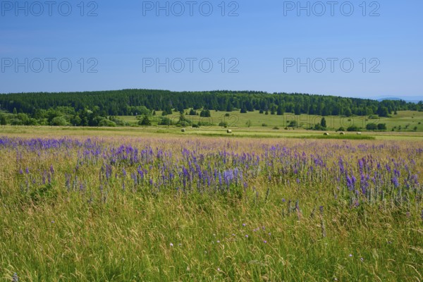 Flower-rich meadow with purple lupins in a hilly landscape against a forest backdrop, Lange Rhön,