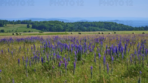 Wide meadow full of purple lupines with rolling hills and forest in the background under a clear
