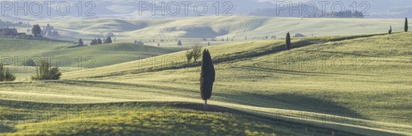 Landscape at sunrise around Pienza, Val d'Orcia, Orcia Valley, UNESCO World Heritage Site, Province
