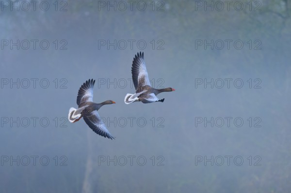 Greylag goose (Anser anser), two flying geese through a misty, wintry landscape, Reinheimer Teich,