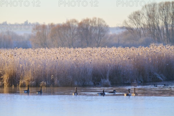 Winter morning at the lake with calm water surface and frozen reeds, Canada goose (Branta