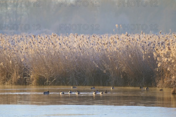 Frozen reeds with ducks on the water, captured in a wintry light, Reinheimer Teich, Reinheim,