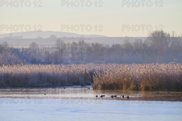 Winter lake landscape with ducks in the water and frozen reeds, Reinheimer Teich, Reinheim, Hesse,