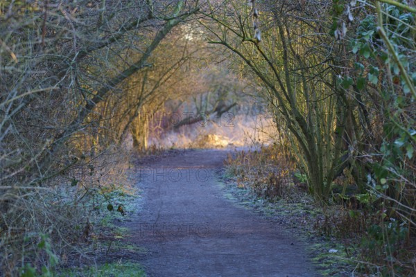 Light-flooded path in the forest with arched trees in a peaceful atmosphere, Reinheimer Teich,