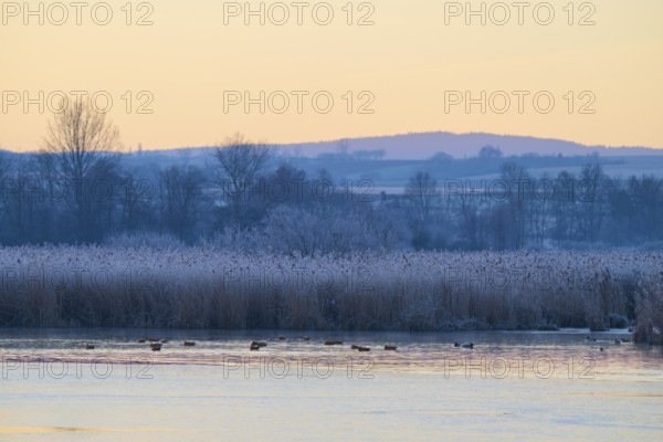 A quiet lake in a winter landscape with frosty reeds and a few swimming ducks, Reinheimer Teich,