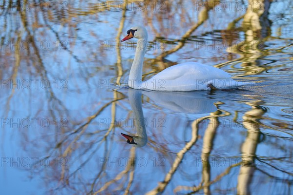 Swan (Cygnus olor), swimming calmly on a reflecting blue water, Reinheimer Teich, Reinheim, Hesse,