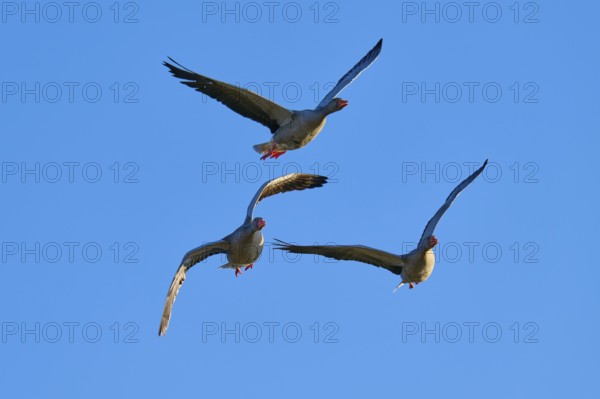 Greylag goose (Anser anser), trio of geese flying high above a deep blue sky, Reinheimer Teich,
