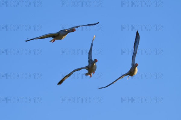 Greylag goose (Anser anser), three geese flying in a V-formation in the clear blue sky, Reinheimer