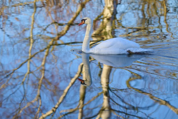 Swan (Cygnus olor), swimming in a body of water, surrounded by reflected branches, Reinheimer