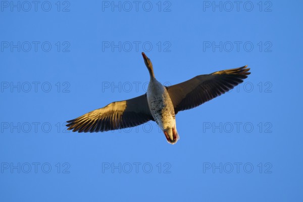 Greylag goose (Anser anser), in flight, presented against the background of a blue sky, Reinheimer