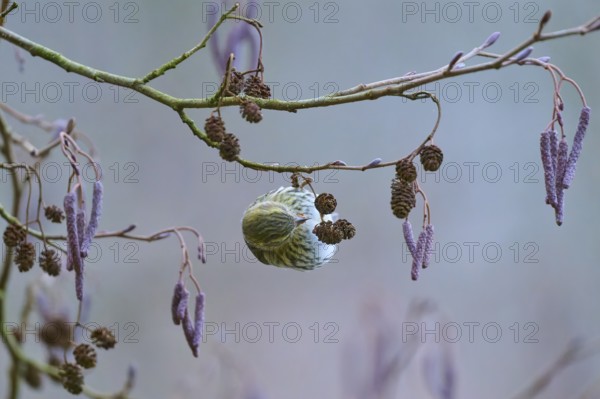 Siskin (Spinus spinus), sitting on a branch with small cones, surrounded by winter colours,