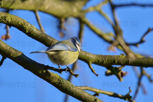 Blue tit (Cyanistes caeruleus), sitting on a branchy tree in front of a blue sky, Reinheimer Teich,