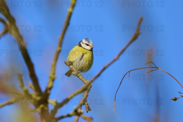 Blue tit (Cyanistes caeruleus), posing on a branch under a clear blue sky, Reinheimer Teich,