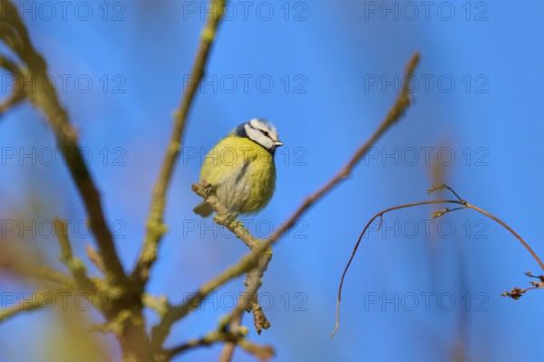 Blue tit (Cyanistes caeruleus), sitting on a branch in front of a bright blue sky, Reinheimer