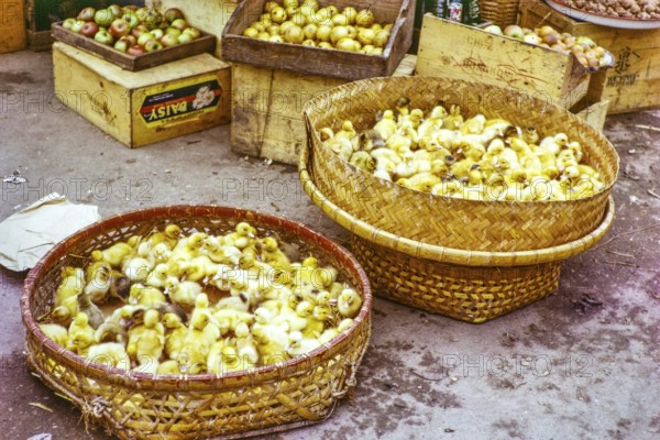 Yellow ducklings in baskets for sale at street market, Castle Peak, New Territories, Hong Kong,