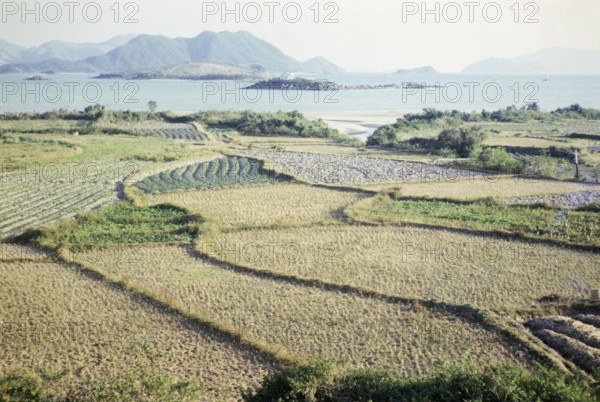 Rice paddy fields and vegetables growing on farmland, Pak Choy, Sai Kung, New Territories, Hong