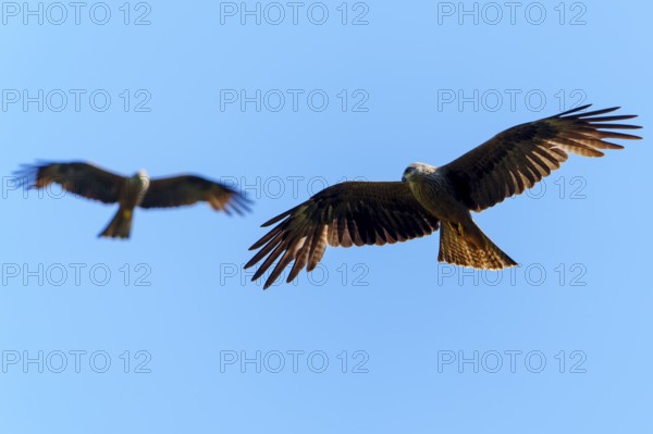 Two birds in flight, against a blue sky, showing harmony in movement, Black Kite, (Milvus migrans),