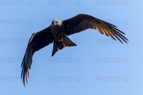 Bird of prey flying directly above the viewer, contrasted against a blue sky, Black Kite, (Milvus