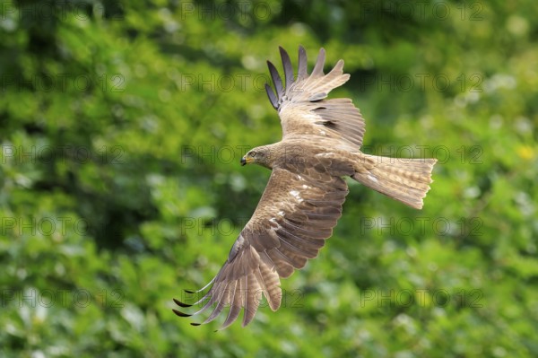Flying bird of prey with spread wings in front of a green forest background, Black Kite, (Milvus