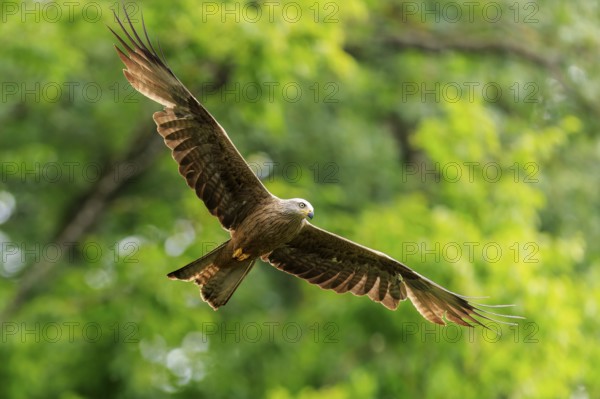 Bird of prey in flight in front of green background, wings spread in natural environment, Black